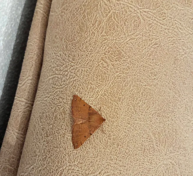 A brown moth with triangular wings resting on a beige textured surface