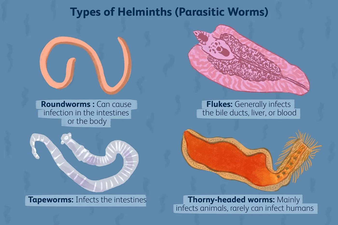 Type of Helminths (Parasitic Worms)