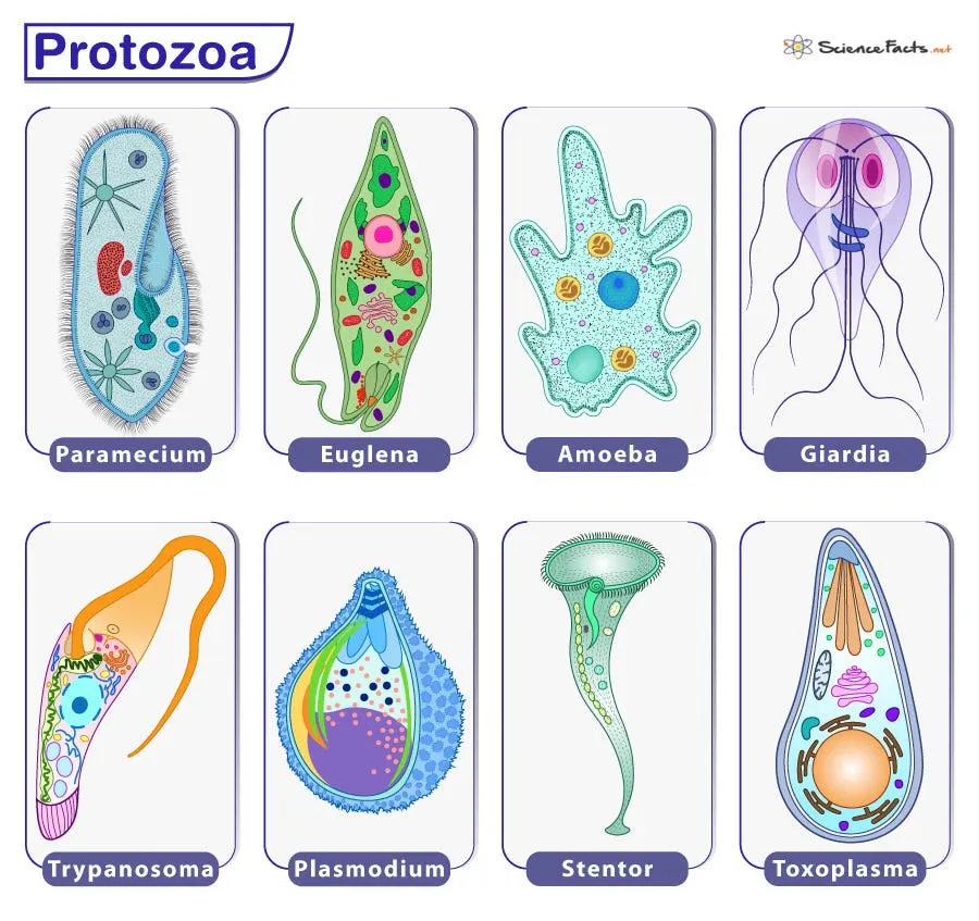 Labeled chart of eight protozoa including Giardia, Plasmodium, and Toxoplasma