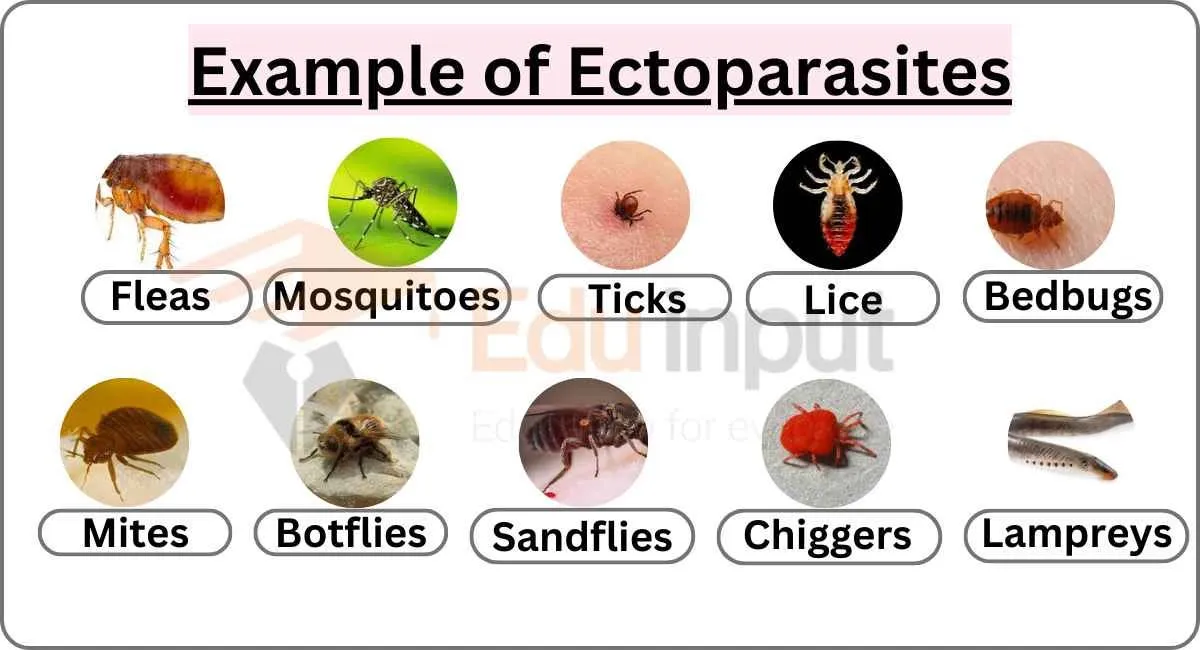 Photo chart of ectoparasites: fleas, mosquitoes, ticks, lice, bedbugs, mites, and more