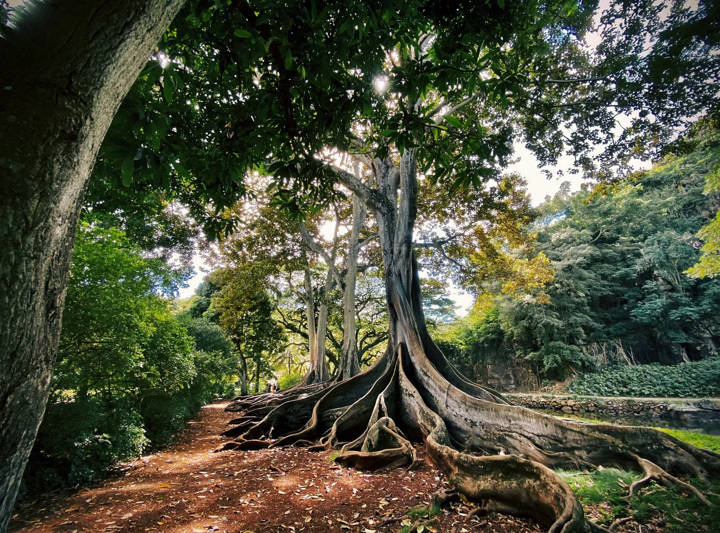 Old tree with massive sprawling roots beside a forest path, sunlight filtering through the canopy