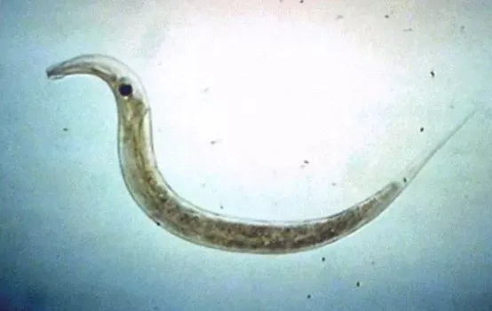 Adult Female Pinworm