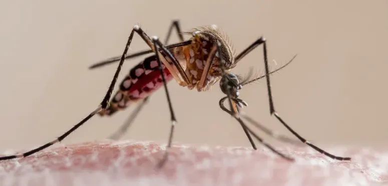 Close-up of a mosquito feeding on reddened human skin