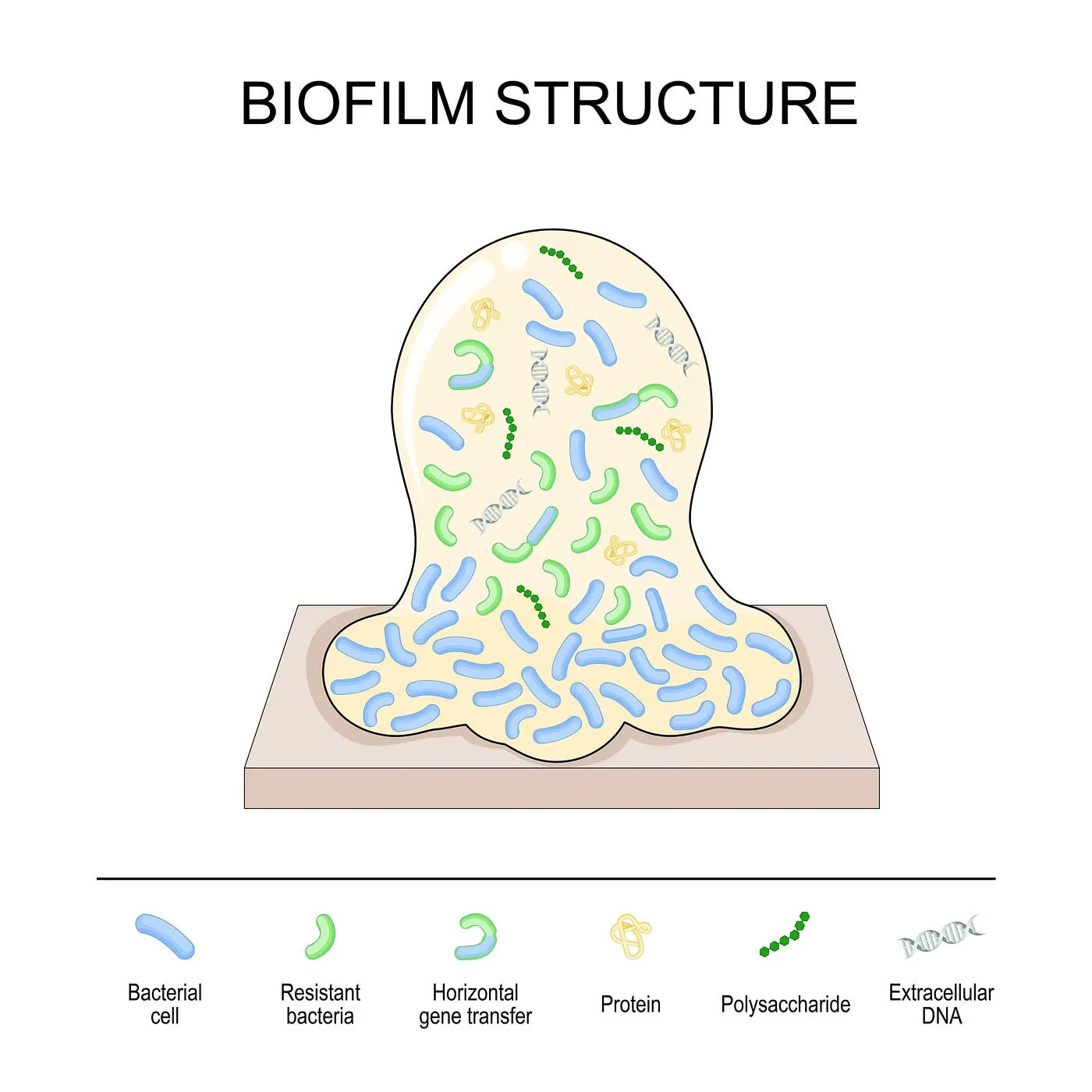 Biofilm Structure — Shutterstock