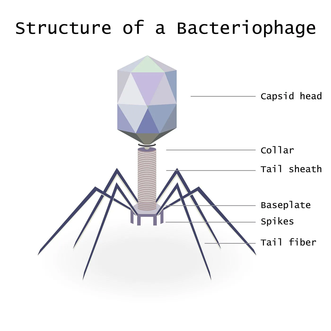 Structure of a Bacteriophage — Shutterstock
