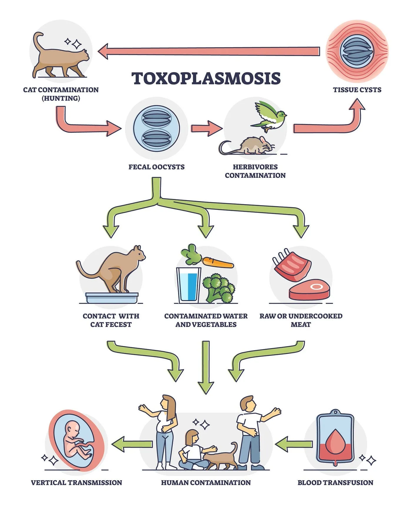 Diagram of the toxoplasmosis transmission cycle from cats to humans