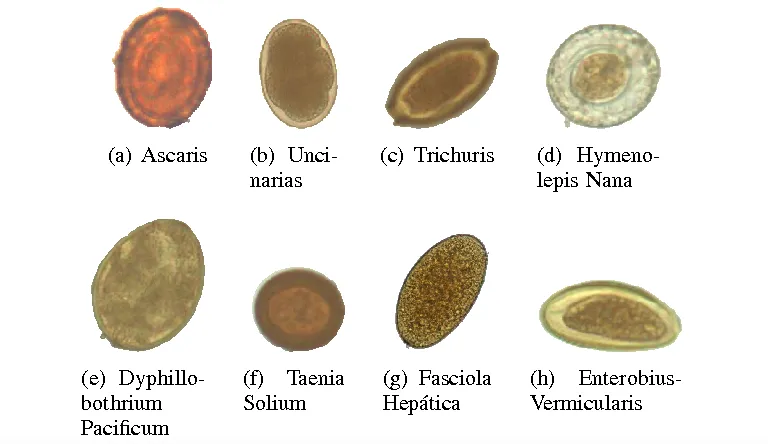 Digital microscopic images of each of the parasite egg cell types