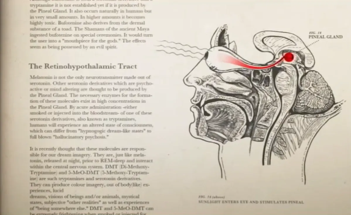 Pineal Gland — Suncharging your body